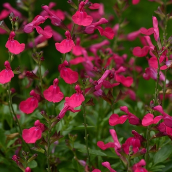 Salvia greggii (Sage) - Mirage™ 'Hot Pink'