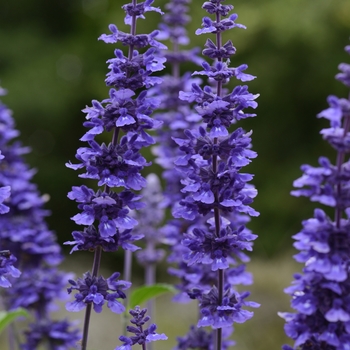 Salvia longispicata x farinacea - 'Mystic Spires' Sage