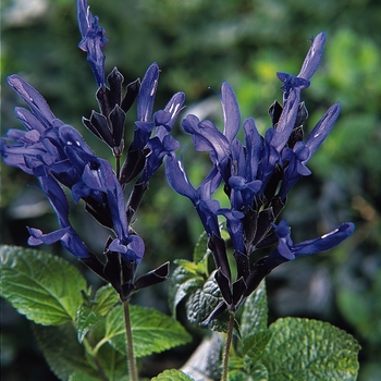 Salvia guaranitica - 'Black and Blue' Sage