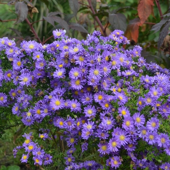Aster - Kickin® 'Lilac Blue' Aster - Kickin® 'Lilac Blue'