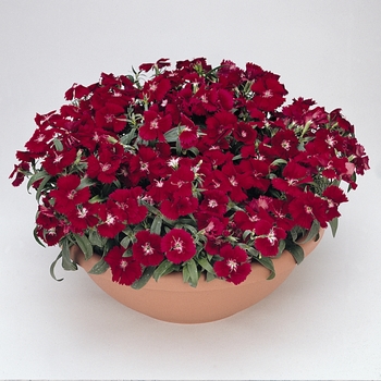 Dianthus chinensis x barbatus - Floral Lace™ Crimson Dianthus chinensis x barbatus - Floral Lace™ Crimson