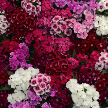Dianthus chinensis x barbatus - Floral Lace™ Mix Dianthus chinensis x barbatus - Floral Lace™ Mix