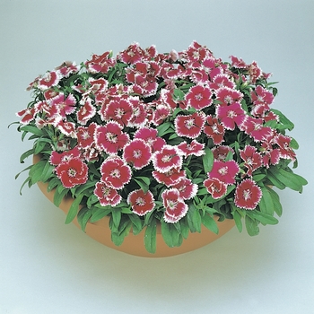 Dianthus chinensis x barbatus - Floral Lace™ Violet Picotee Dianthus chinensis x barbatus - Floral Lace™ Violet Picotee
