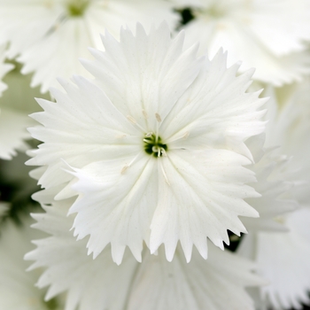 Dianthus chinensis x barbatus - Floral Lace™ White Dianthus chinensis x barbatus - Floral Lace™ White