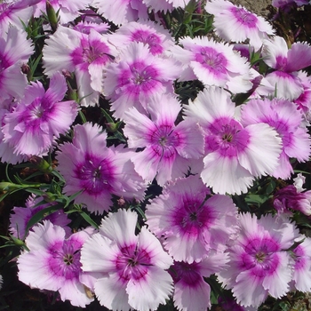 Dianthus chinensis (Pinks) - Diana 'Lavender Picotee' Dianthus chinensis (Pinks) - Diana 'Lavender Picotee'