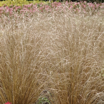 Carex buchananii (Leatherleaf Sedge) - ColorGrass&reg; 'Red Rooster'
