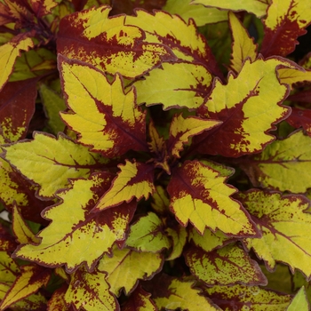 Coleus - FlameThrower™ 'Spiced Curry' Coleus - FlameThrower™ 'Spiced Curry'
