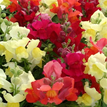 Antirrhinum majus (Snapdragon) - Snapshot™ 'Autumn Mix'