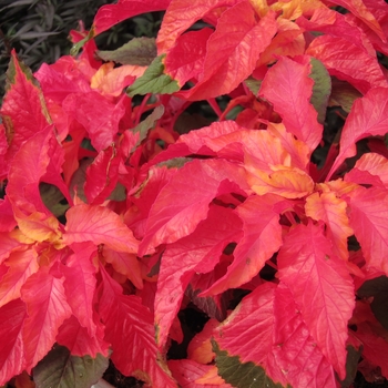 Amaranthus gangeticus - 'Carnival' Amaranth Amaranthus gangeticus - 'Carnival' Amaranth
