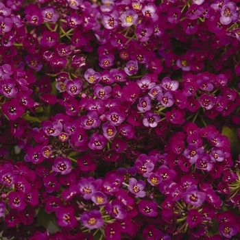 Lobularia maritima (Alyssum, Sweet Alyssum) - Clear Crystal® 'Purple Shades'