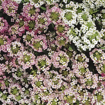 Lobularia maritima (Sweet Alyssum) - 'Easter Bonnet Mix'