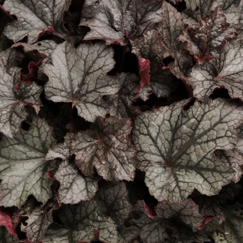 Heuchera - 'Plum Pudding' Coral Bells