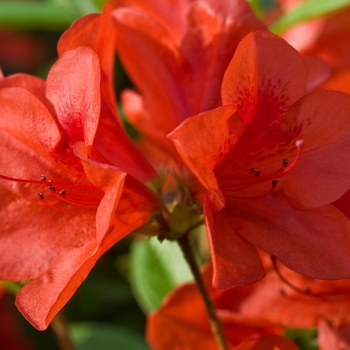 Rhododendron (Azalea) - 'Red Ruffle' Azalea