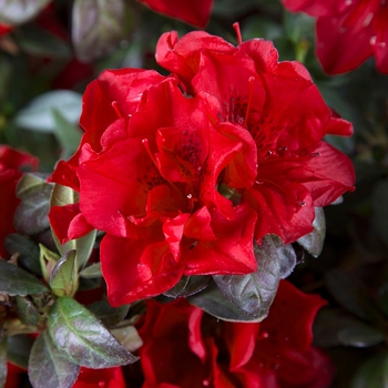 Rhododendron (Azalea) - Encore&reg; 'Autumn Fire&reg;'