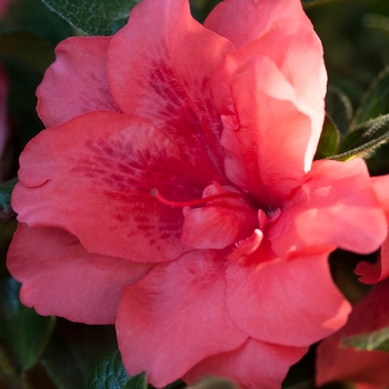 Rhododendron (Azalea) - Encore&reg; 'Autumn Princess&reg;'