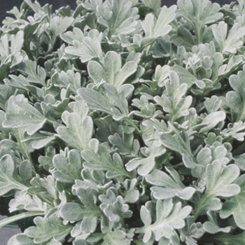 Artemisia stelleriana - Dusty Miller