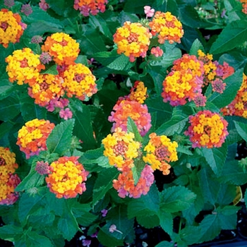 Lantana camara - Bandana® 'Cherry Sunrise'