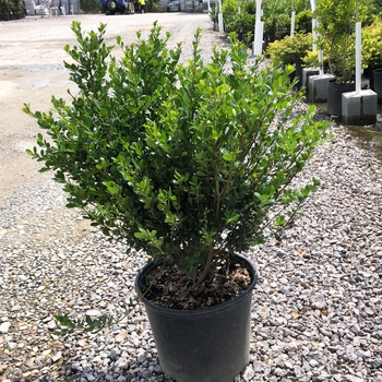 Ilex crenata - 'Compacta' Compact Japanese Holly