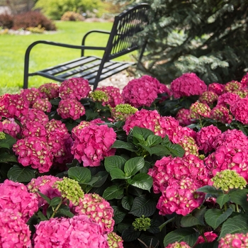 Bigleaf Hydrangea - Summer Crush&reg;