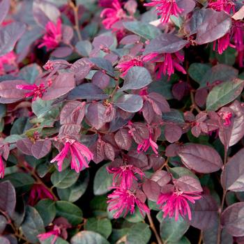 Loropetalum chinense - 'Purple Diamond' Chinese Fringe-Flower