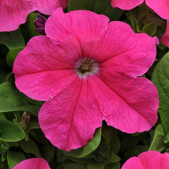 Petunia - Pretty Grand™ 'Pink'