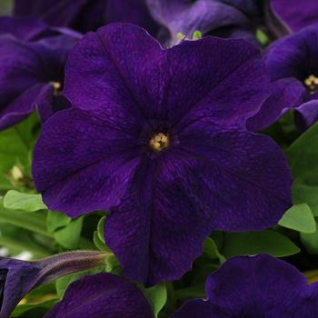 Petunia - Pretty Grand™ 'Midnight'