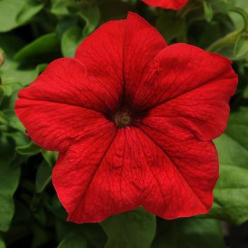 Petunia - Pretty Grand™ 'Red'