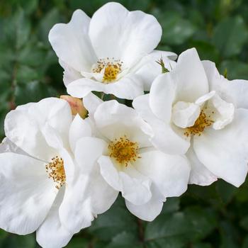 Rosa (Rose) - Knock Out® White