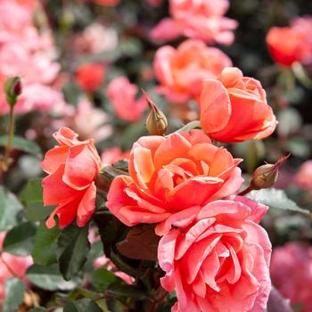 Rosa (Rose) - Knock Out® Coral Rosa (Rose) - Knock Out® Coral