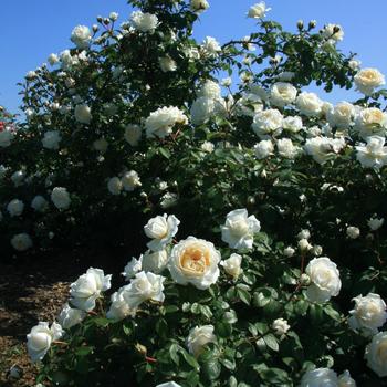 Rosa - 'Cloud 10™' Rose Rosa - 'Cloud 10™' Rose