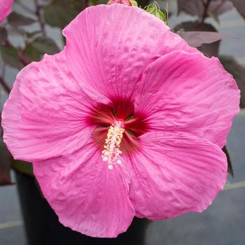 Hibiscus moscheutos (Rose-Mallow) - Head Over Heels® 'Passion' Hibiscus moscheutos (Rose-Mallow) - Head Over Heels® 'Passion'