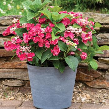 Hydrangea macrophylla - 'Cherry Explosion' Hydrangea