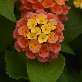 Lantana camara - Bloomify&trade; 'Mango'