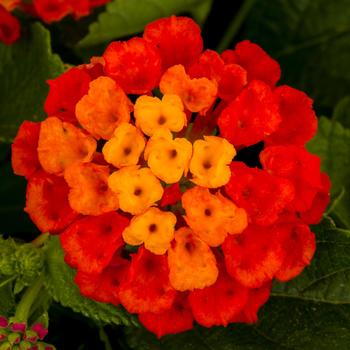 Lantana camara - Lantana