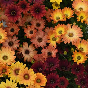 Osteospermum ecklonis - Akila&reg; 'Sunset Shades'