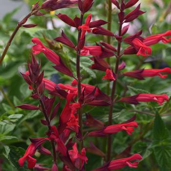 Salvia splendens - 'Roman Red' Sage