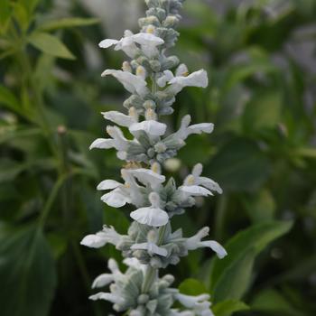 Salvia farinacea - 'White Flame' Mealycup Sage