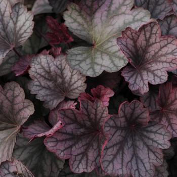 Heuchera - 'Mulberry' Coral Bells