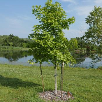 Quercus shumardii - Shumard Red Oak