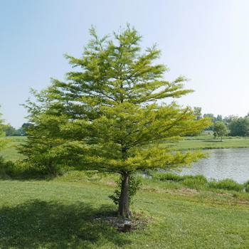 Taxodium distichum - Bald Cypress