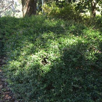 Ilex vomitoria - Dwarf Yaupon Holly