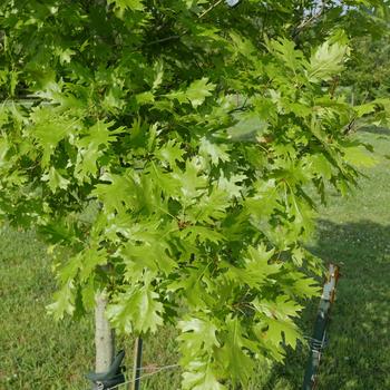 Quercus shumardii - Shumard Red Oak