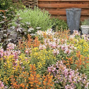 Agastache mix - Agastache 