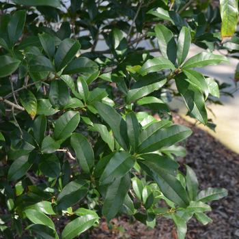 Osmanthus fragrans - Sweet Olive