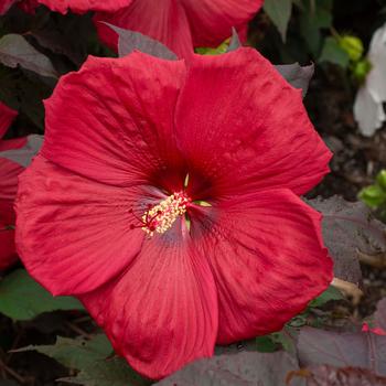 Hibiscus moscheutos (Rose-Mallow) - Head Over Heels® 'Desire'