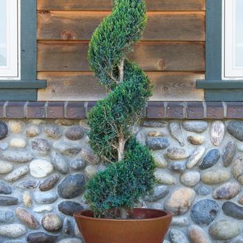 Juniperus species - Pom Pom Juniper