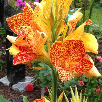 Canna - 'Maui Punch' Canna Lily Canna - 'Maui Punch' Canna Lily