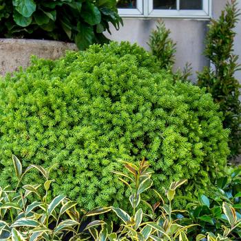 Cryptomeria japonica - Cryptomeria Globosa Nana