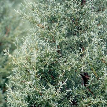 Cupressus arizonica - Arizona Cypress 'Carolina Sapphire'