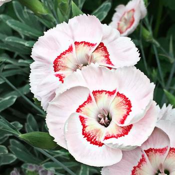 Dianthus allwoodii - American Pie 'Peach Pie'